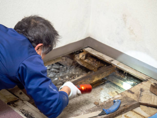 Best Local Mold Removal Service  in Camp Barrett, VA
