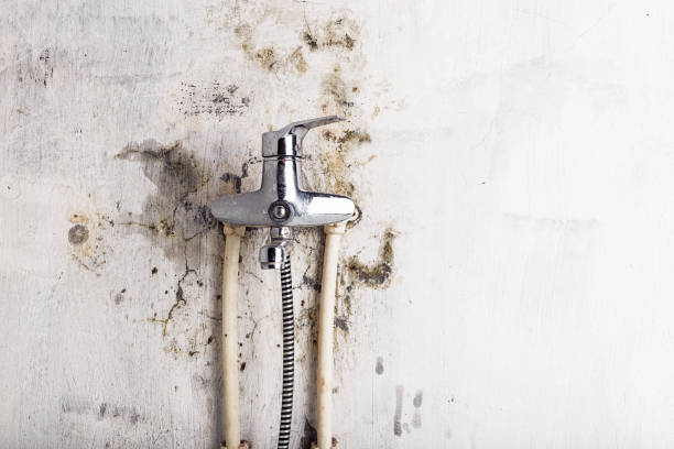 Best Mold Remediation Experts  in Camp Barrett, VA