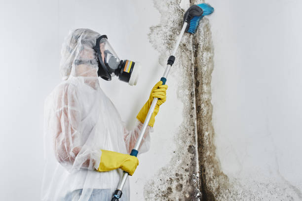 Best Mold Removal Company Near Me  in Camp Barrett, VA
