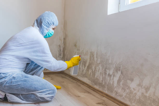 Best Office Mold Removal Services  in Camp Barrett, VA