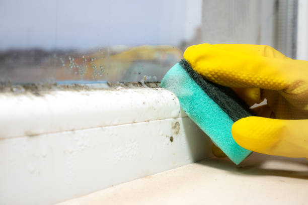Best Same-Day Mold Removal  in Camp Barrett, VA