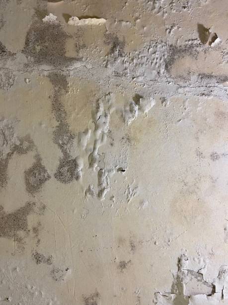 Best Certified Mold Removal  in Camp Barrett, VA