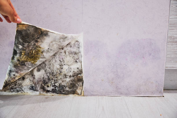 Best Mold Cleaning Services  in Camp Barrett, VA